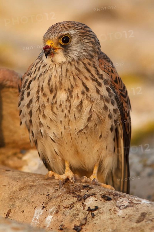 Lesser Kestrel (Falco naumanni), female resting on roof, Castile-La Mancha, Spain