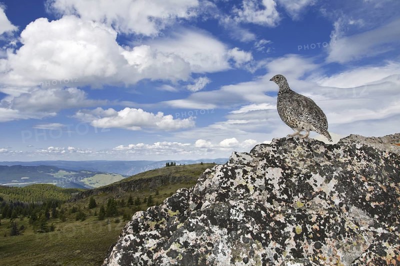 White-tailed Ptarmigan (Lagopus leucura), British Columbia, Canada
