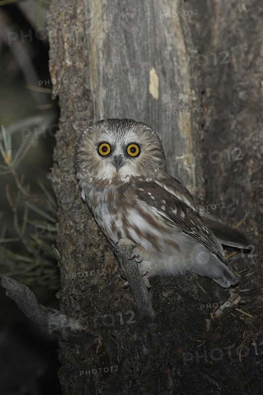 Northern Saw-whet Owl (Aegolius acadicus), Idaho, USA