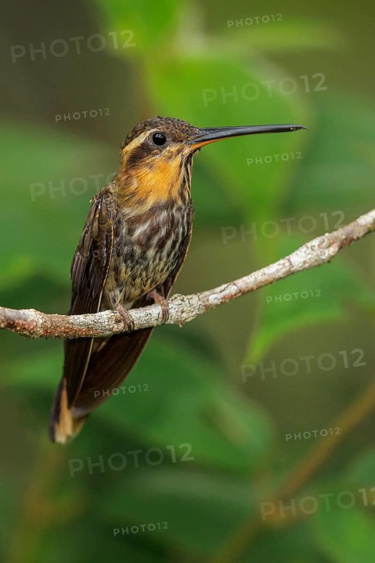 Saw-billed Hermit (Ramphodon naevius) perched on a branch in the Atlantic rainforest of southeast Brazil