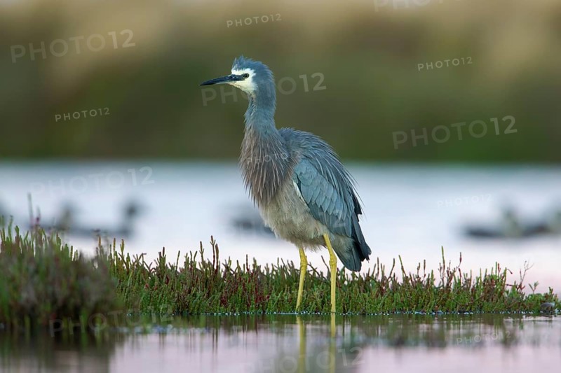 White-faced Heron (Egretta novaehollandiae), Victoria, Australia