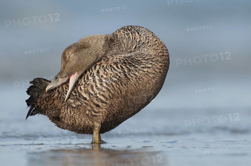 Common Eider (Somateria mollissima) female, Schleswig-Holstein, Germany