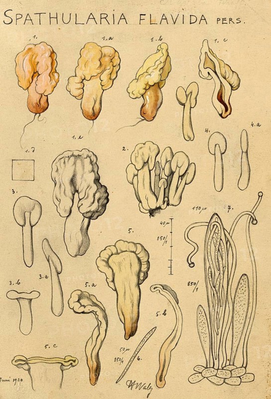 Mushroom, fungi, yellow earth tongue, yellow spatula mushroom, Spathularia clavata, authentic reproduction of an illustration by Hans Walty (1868-1948) from about 1915, historical