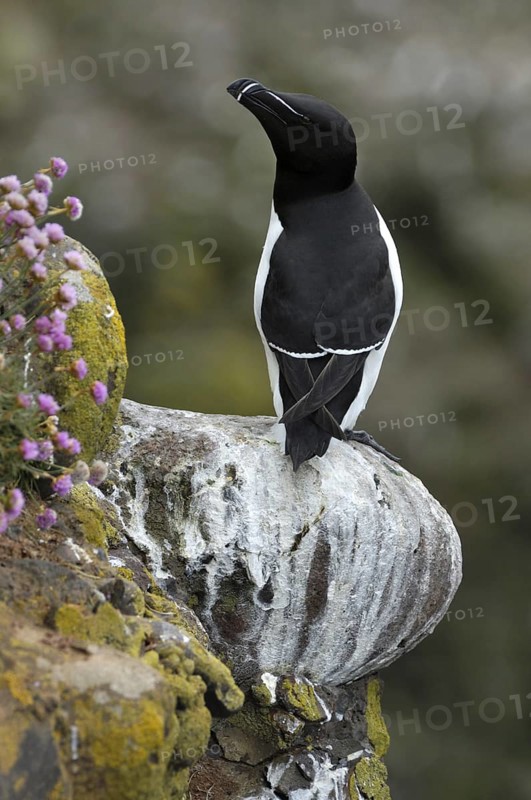 Razorbill (Alca torda) resting on ledge in cliff face at the Fowlsheugh RSPB reserve, Scotland, UK