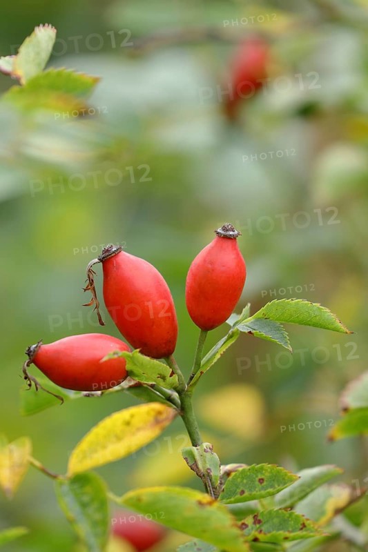 Ripe rose hips of the dog rose (Rosa canina) on a branch, Wilnsdorf, North Rhine-Westphalia, Germany