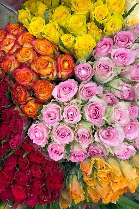 Top view of offer arrangement of roses in five bouquets bouquets of roses with pink pink yellow light red dark red roses, international