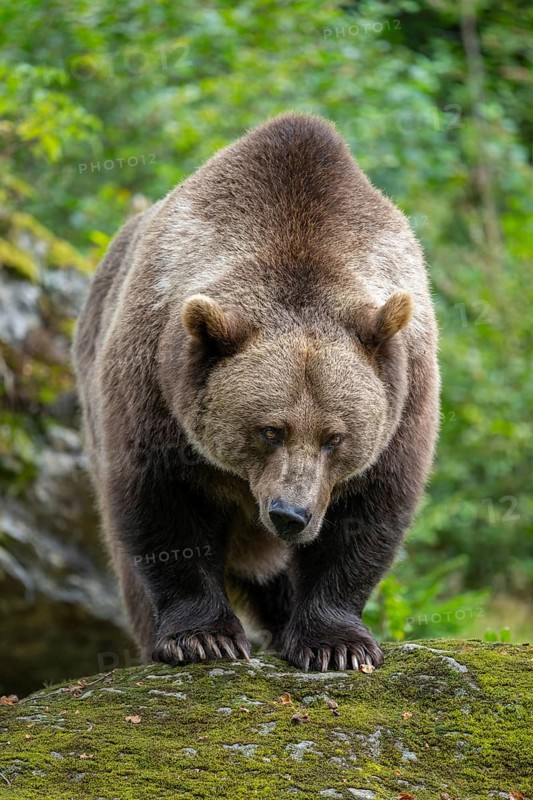 Brown bear (Ursus arctos) standing on a rock covered with moss, captive, Bavarian Forest National Park, Bavaria, Germany, Germany