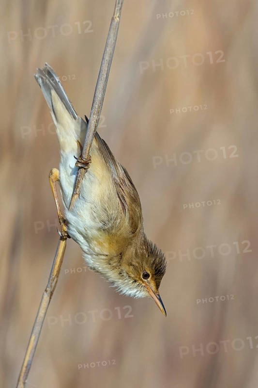 Reed Warbler, subspecies scirpaceus, (Acrocephalus scirpaceus scirpaceus), (Acrocephalus scirpaceus), animals, birds, songbirds, Hockenheim, Baden-Württemberg, Federal Republic of Germany
