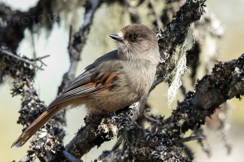Siberian Jay (Perisoreus infaustus), Dalarna, Sweden