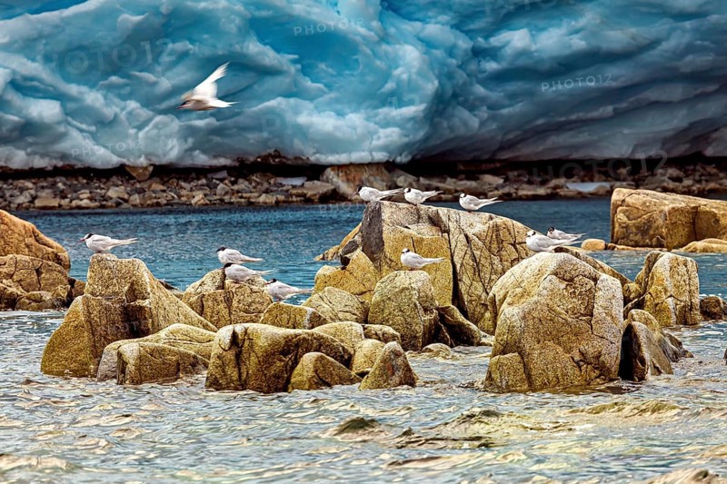Birds on rocks surrounded by water and a glacier in the background, a bird flies over it, The Antarctic Tern (Sterna vittata)