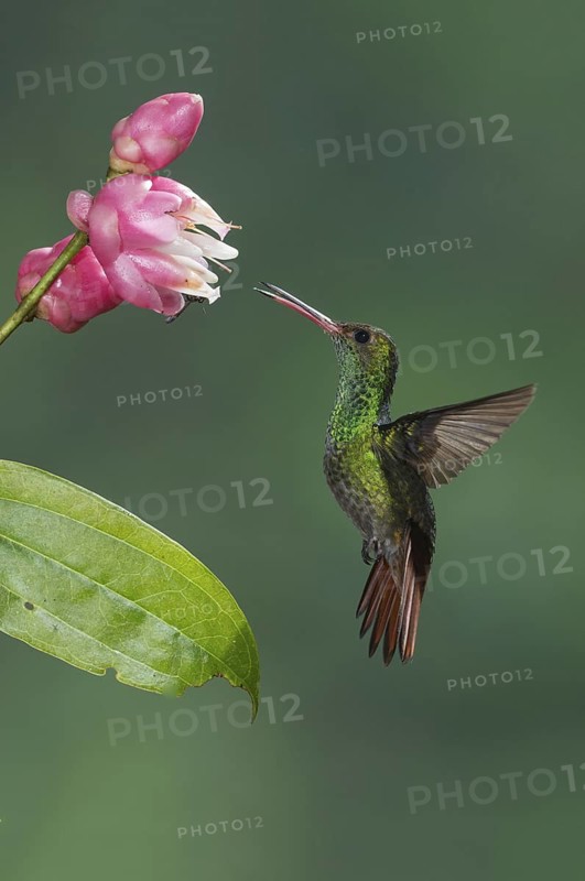Rufous-tailed Hummingbird (Amazilia tzacatl), Costa Rica