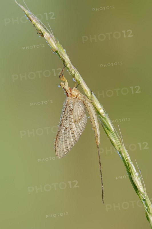 Mayfly (Ephemera glaucops), female with dewdrops, North Rhine-Westphalia, Germany