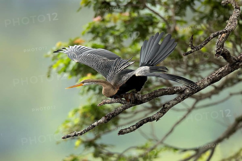 Oriental Darter (Anhinga melanogaster) perched on a branch, Udawalawe National Park, Sri Lanka