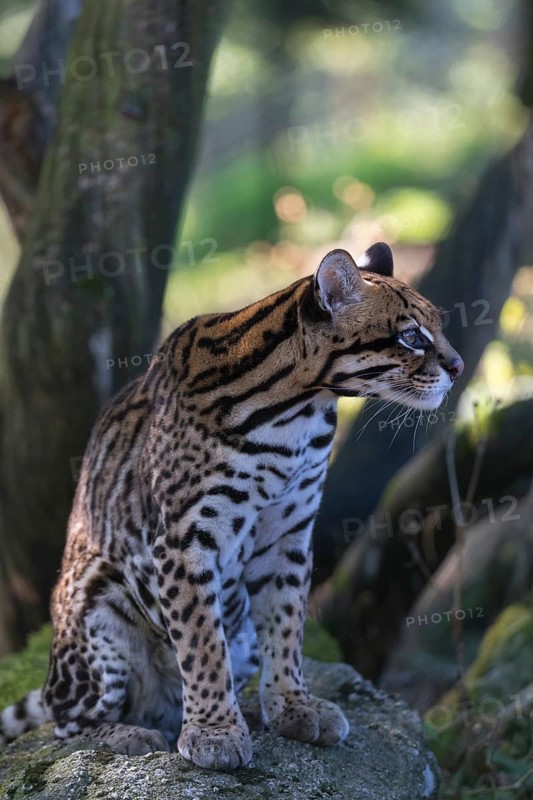 One female Ocelot, Leopardus pardalis, sitting on a rock with dry and green vegetation in the background
