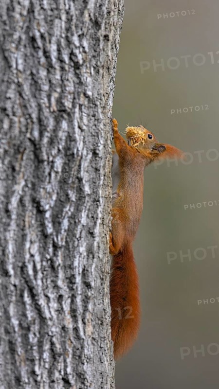 Eurasian red squirrel (Sciurus vulgaris), climbing tree trunk with dry grass in mouth, Rosensteinpark, Stuttgart, Baden-Württemberg, Germany