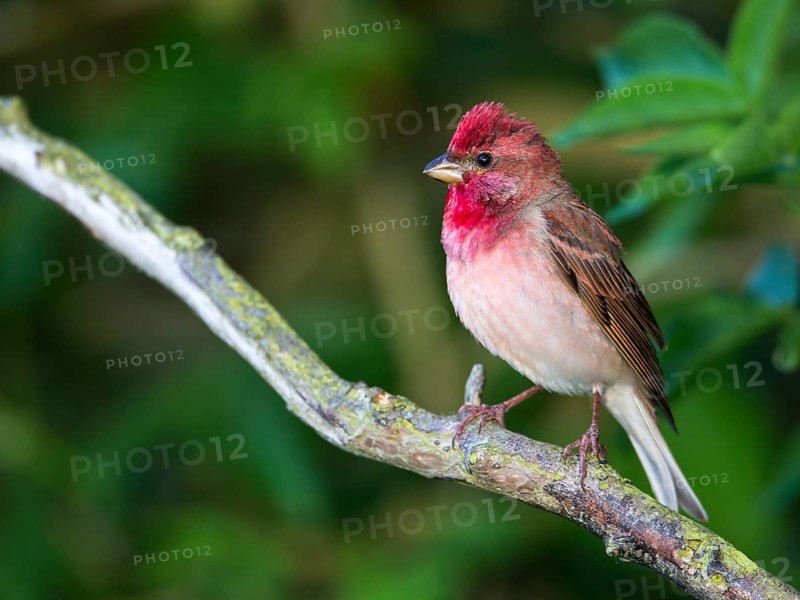 Common Rosefinch (Carpodacus erythrinus) male, Mecklenburg-Western Pomerania, Germany