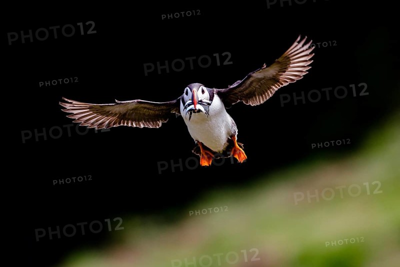 Atlantic Puffin (Fratercula arctica) flying with sandeel in its beak, Saltee Islands, Ireland