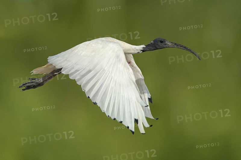 Australian White Ibis (Threskiornis molucca) flying, Victoria, Australia