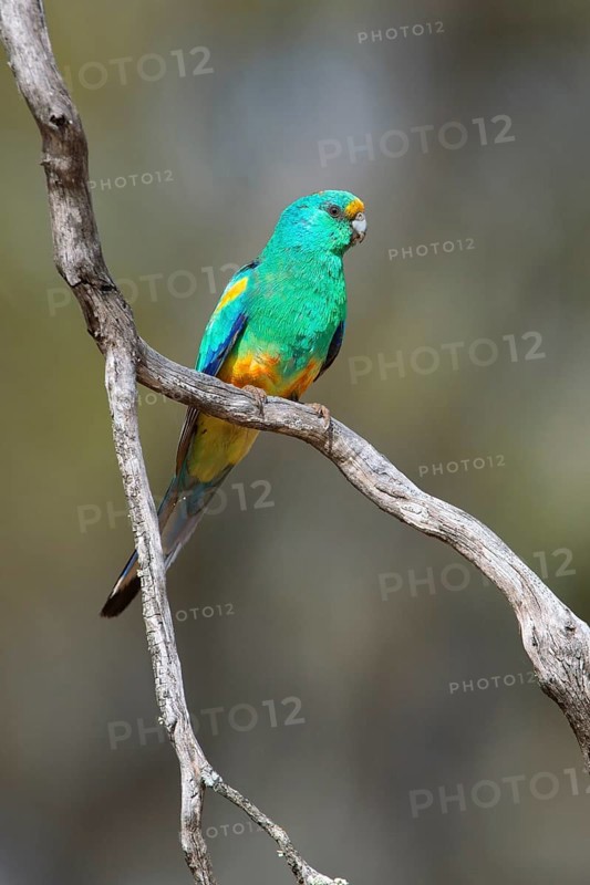 Mulga Parrot (Psephotellus varius) male perched on a branch, South Australia, Australia