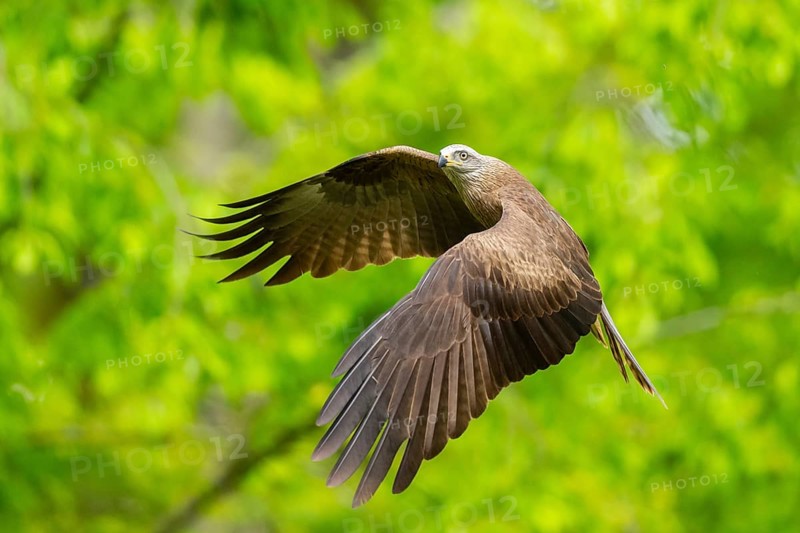 Black kite (Milvus migrans) flying in a forest in early summer, Bavaria, Germany