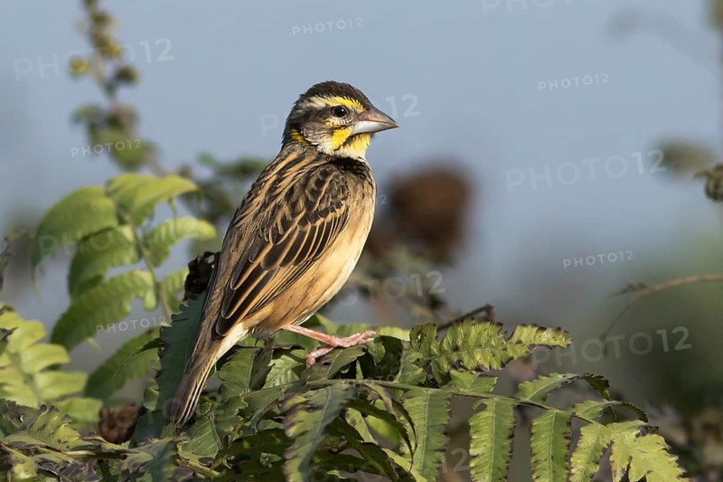Black-breasted Weaver (Ploceus benghalensis) female, Darjeeling, India