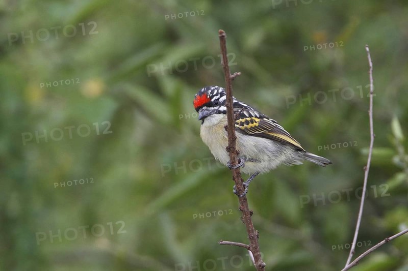Red-fronted Tinkerbird (Pogoniulus pusillus), Masai Mara, Kenya