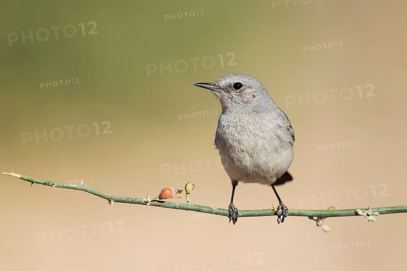 Blackstart (Oenanthe melanura), Eilat, Israel