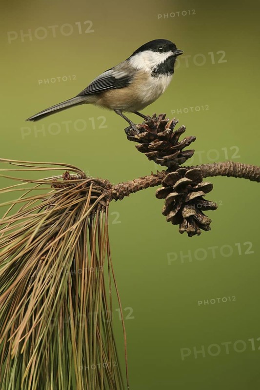 Black-capped Chickadee (Poecile atricapillus), Ohio, USA