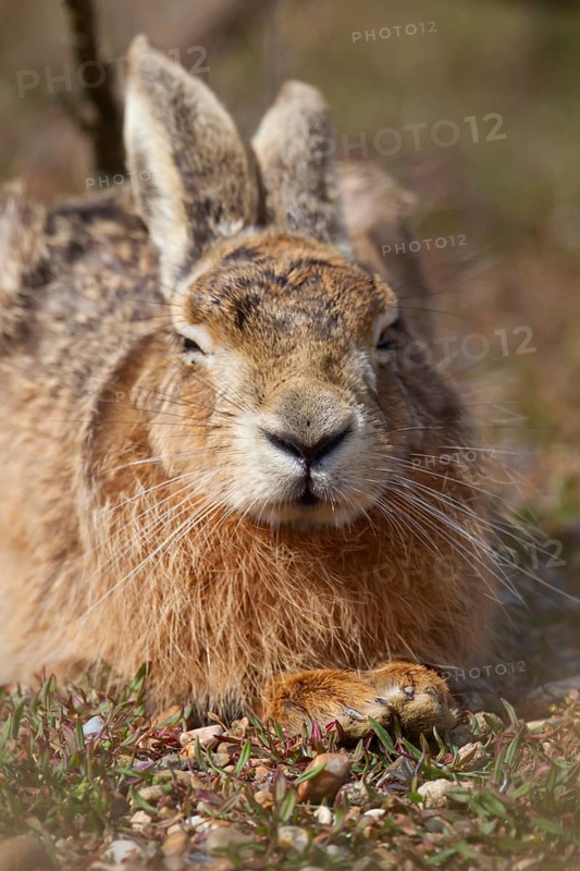 European brown hare (Lepus europaeus) adult animal sleeping in grassland in summer, England, United Kingdom
