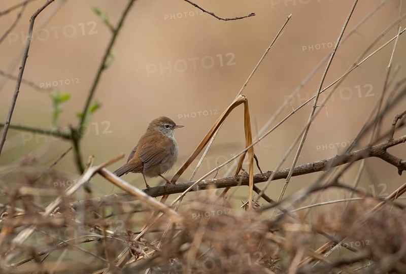 Cetti's warbler (Cettia cetti) adult male bird perched on a tree branch in spring, RSPB Minsmere nature reserve, Suffolk, England, United Kingdom