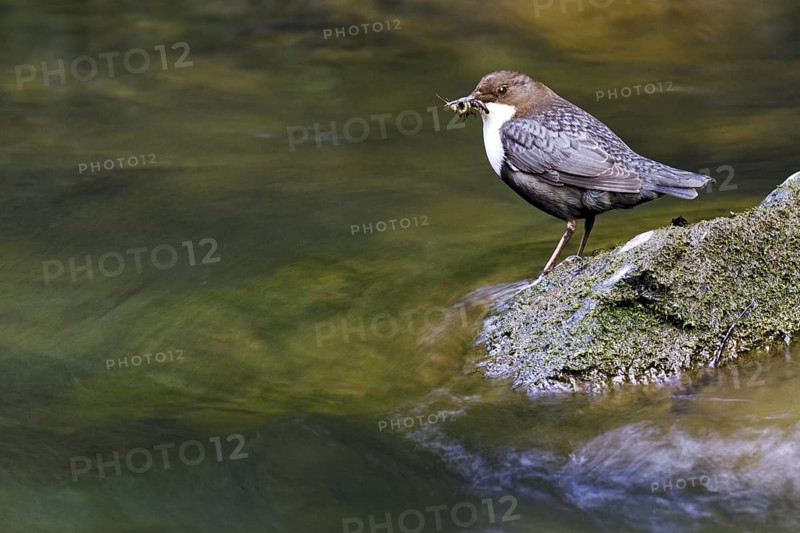 White-throated Dipper (Cinclus cinclus), Asturias, Spain