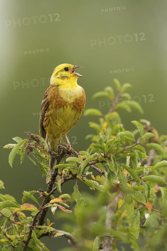 Yellowhammer (Emberiza citrinella) male singing, Rhineland-Palatinate, Germany