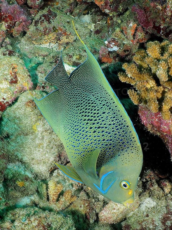 Koran angelfish (Pomacanthus semicirculatus)