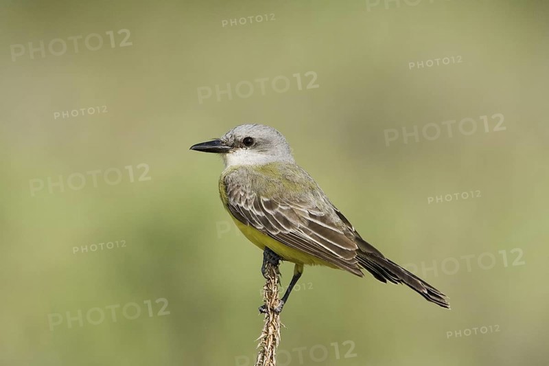 Couch's Kingbird Tyrannus couchii Boca Chica, Texas, United States February Adult Tyrannidae