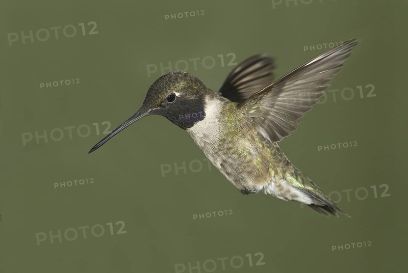 Black-chinned Hummingbird (Archilochus alexandri), Canada