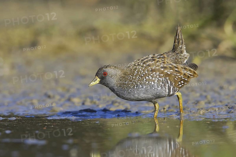 Australian Crake (Porzana fluminea), Victoria, Australia