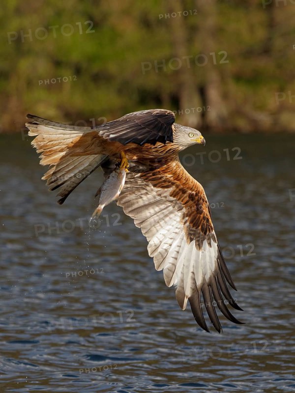 Rotmilan, lat. Milvus milvus, Altvogel im Flug mit gefangenem Fisch über dem See