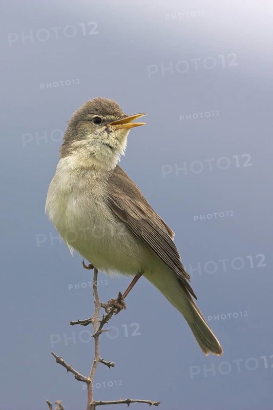 Eastern Olivaceous Warbler (Iduna pallida) singing, Lesvos, Greece