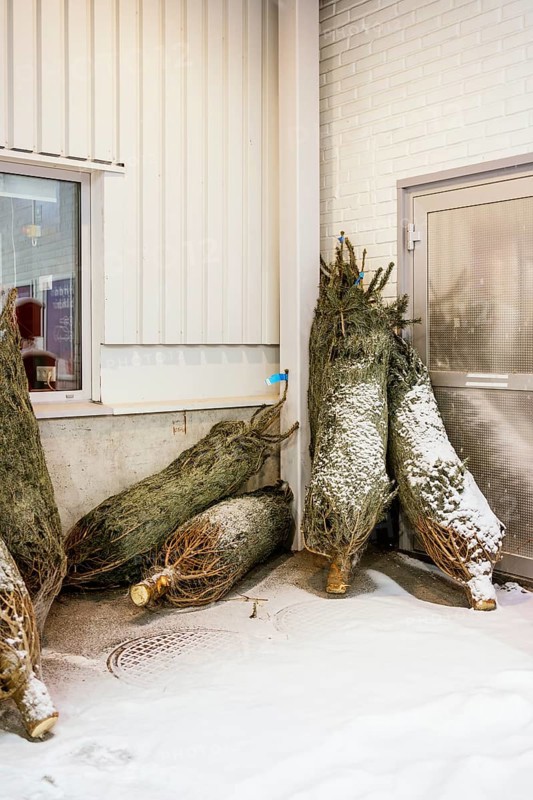 A group of snow-covered Christmas trees is bundled up and leaning against a wall outside a building in Stockholm. The scene captures the essence of a Swedish winter