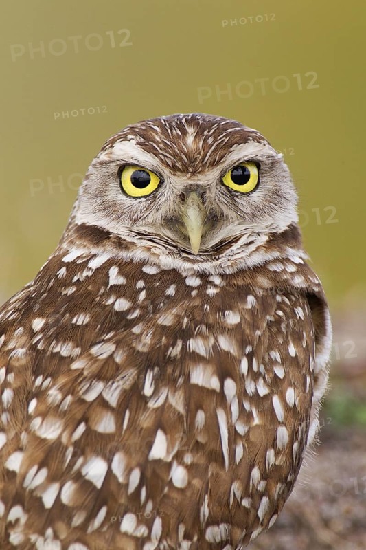 Burrowing Owl (Athene cunicularia), Florida, USA