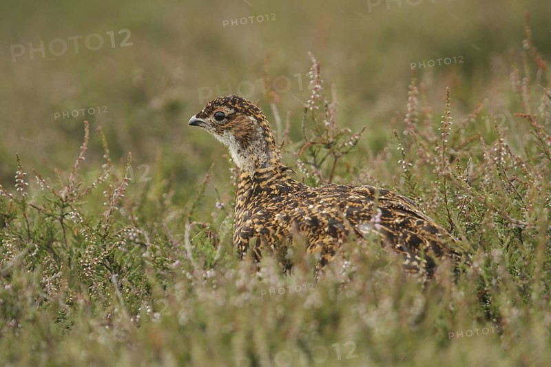 Red Grouse (Lagopus lagopus scotica) juvenile, Scottish Highlands, United Kingdom