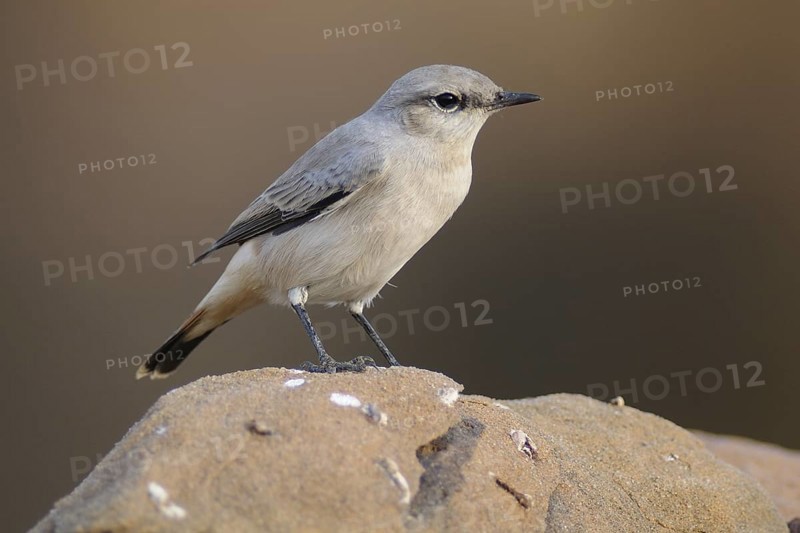 Kurdish Wheatear (Oenanthe xanthoprymna), India