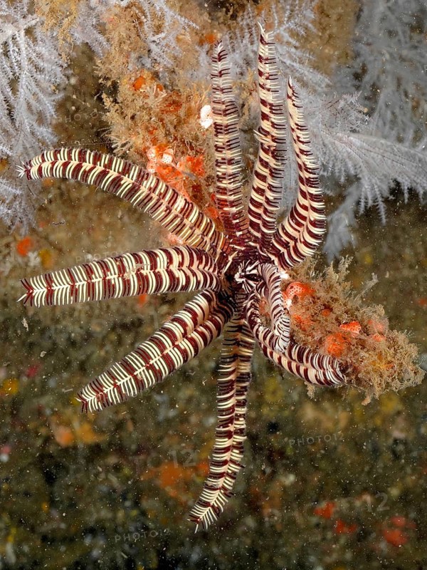 A feather star in bright colours, sawtooth starfish (Oligometra serripinna), under water. Dive site Aliwal Shoal, Umkomaas, KwaZulu Natal, South Africa