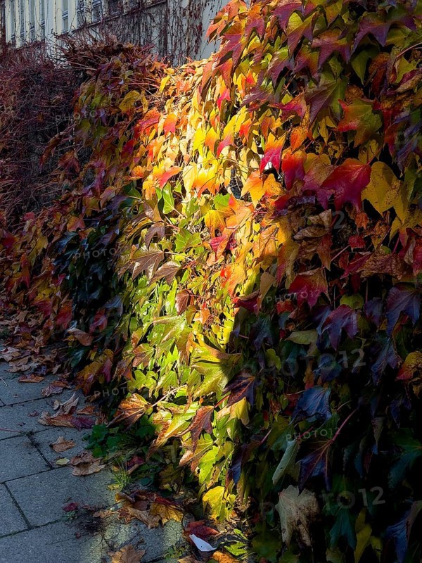 Boston ivy, Boston ivy with three lobes, Boston ivy with three lobes (Parthenocissus tricuspidata)