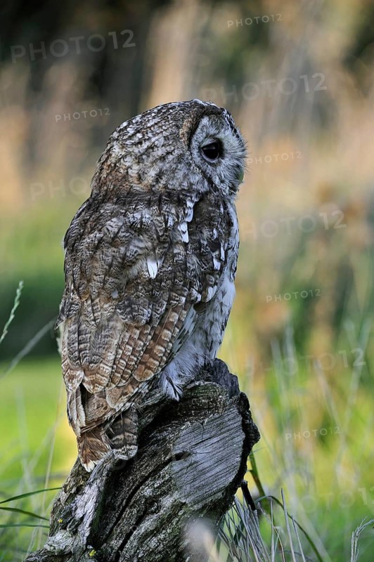 Tawny owl (Strix aluco) perched on tree stump in meadow at forest edge