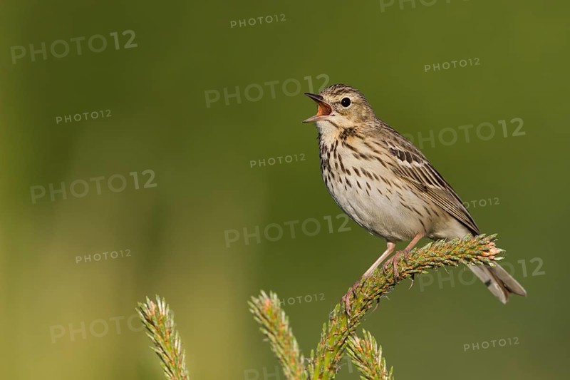 Tree Pipit - Baumpieper - Anthus trivialis ssp. trivialis, Russia
