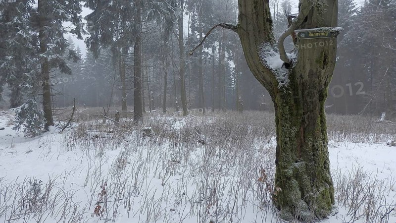 A frosty forest with an old, snowy tree in a foggy winter landscape with a Rennsteig signpost, hiking on the Rennsteig, Thuringian Forest nature park Park