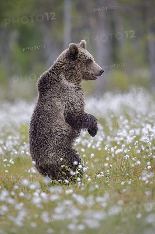 Eurasian Brown Bear (Ursus arctos) standing in white cottongrass, Finland