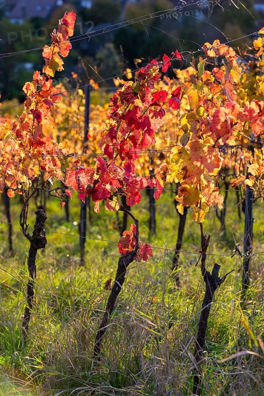 Autumn vineyard with colourful leaves in warm sunlight, Baden-Württemberg, Germany
