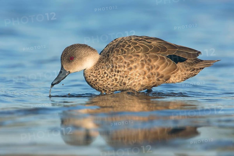 Grey Teal (Anas gracilis), Victoria, Australia